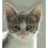 featured cat