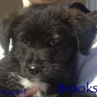 featured dog